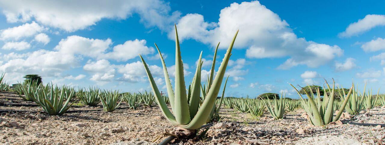 Planning Tips Green Ideas Aruba Eco-friendly Wedding | Aruba Destination Wedding | Beach Brides Aruba