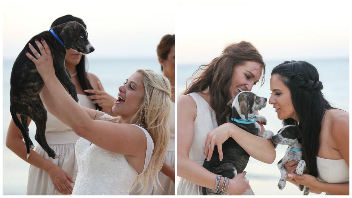 Aruba Destination Wedding | Beach Brides | And they called it puppy love... real wedding story
