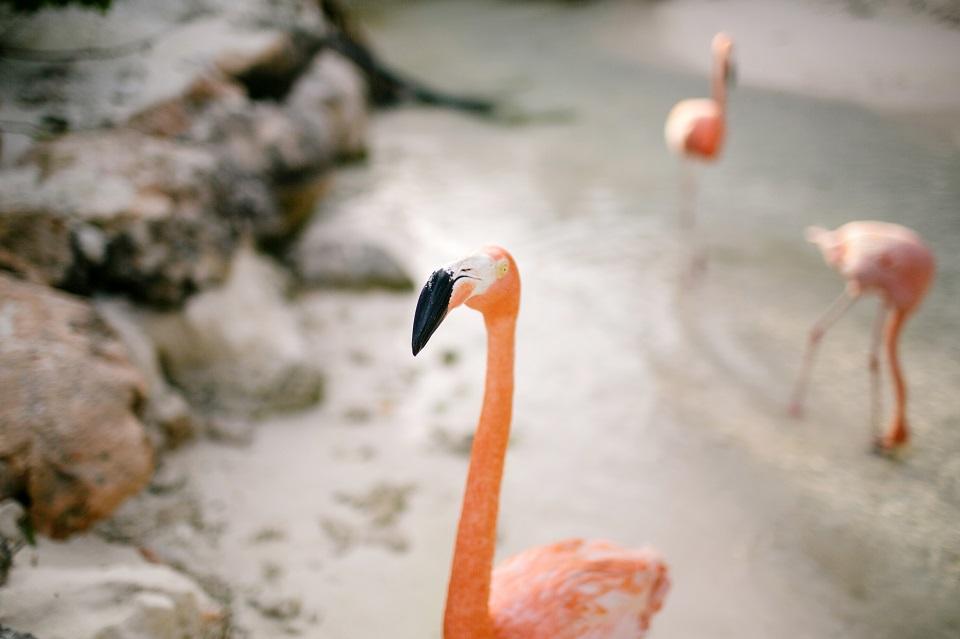 Aruba Beach Wedding | Renaissance Island's Flamingos | Beach Brides